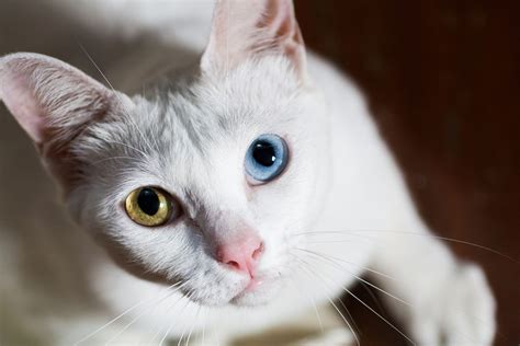 khao manee breed